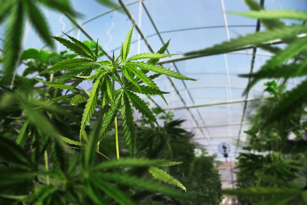 שוחרר בתיק מעבדה