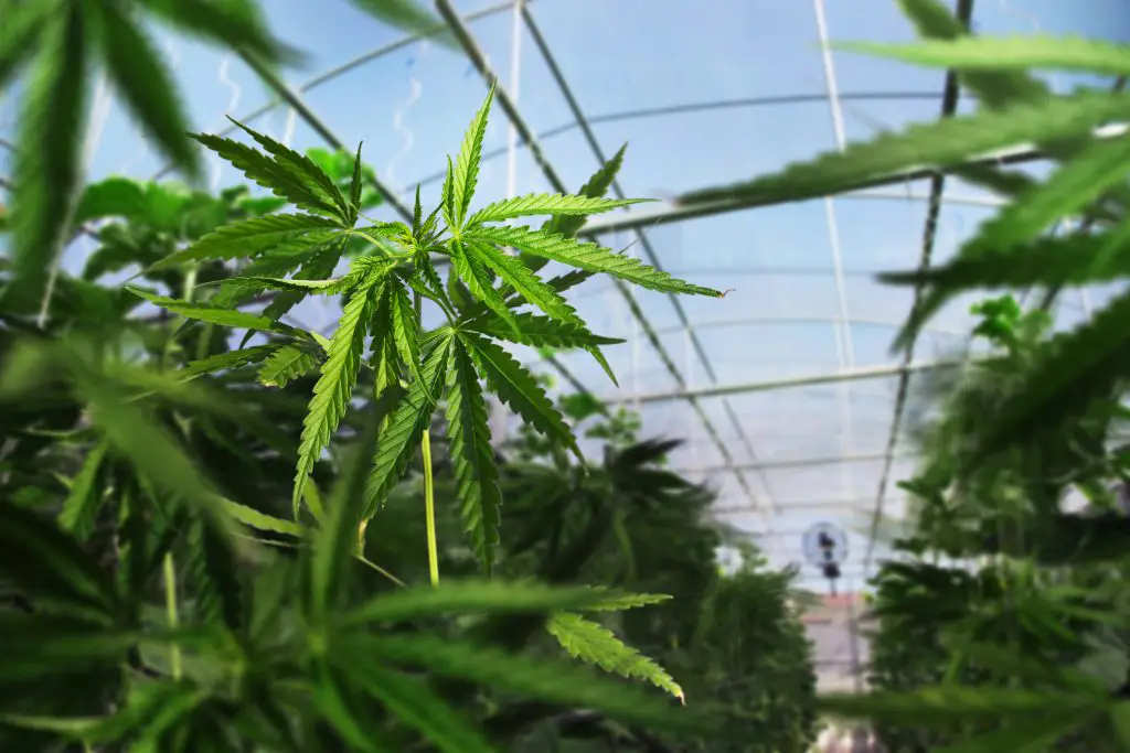 שוחרר בתיק מעבדה